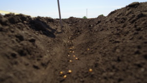 Розрахунок норми висіву